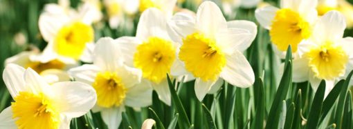 The Dewy Daffodils