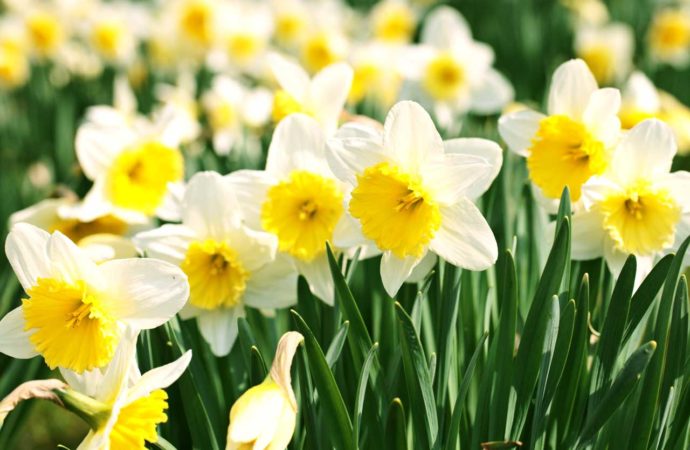 The Dewy Daffodils