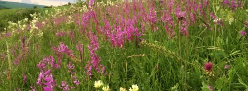 Flowers are Restful to Look at and Plants Bearing Them Too!!