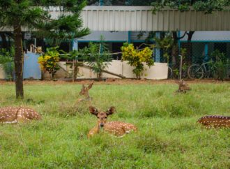 IIT-Madras Adjudged as Top Institute of India in NIRF 2019 and ARIIA Rankings