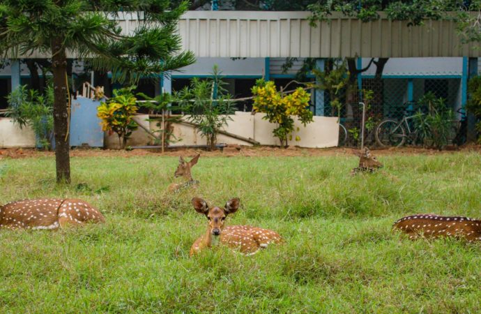 IIT-Madras Adjudged as Top Institute of India in NIRF 2019 and ARIIA Rankings