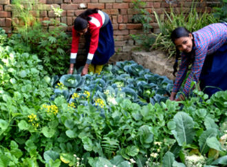 HRD Ministry Plans to Improve Nutrition Levels through Kitchen Gardens