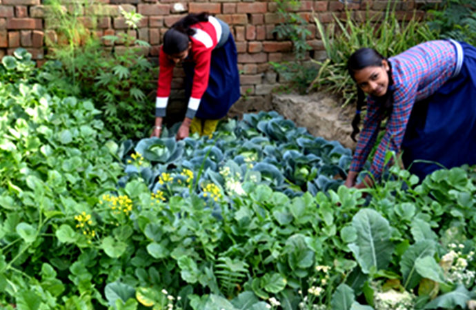 HRD Ministry Plans to Improve Nutrition Levels through Kitchen Gardens